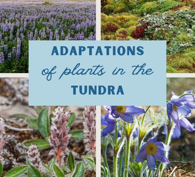 What Tundra Plants Need 7