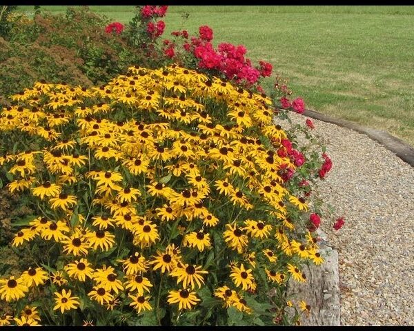 When Can You Transplant Black Eyed Susans