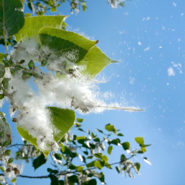When Do Cottonwood Trees Stop Shedding