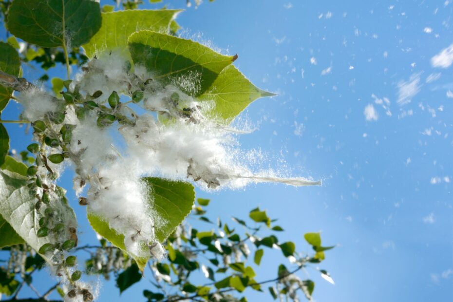 When Do Cottonwood Trees Stop Shedding