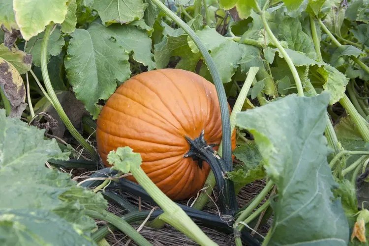 When Do You Plant Pumpkins in Michigan