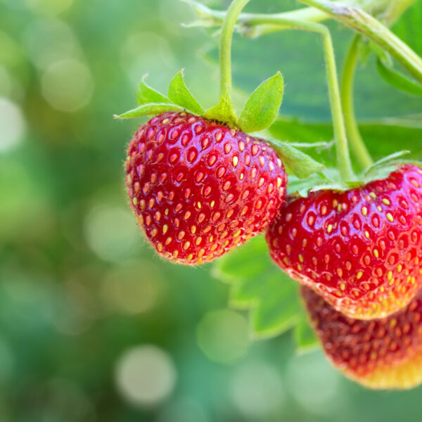 When Do You Plant Strawberries in Georgia