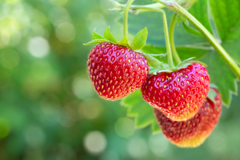 When Do You Plant Strawberries in Georgia