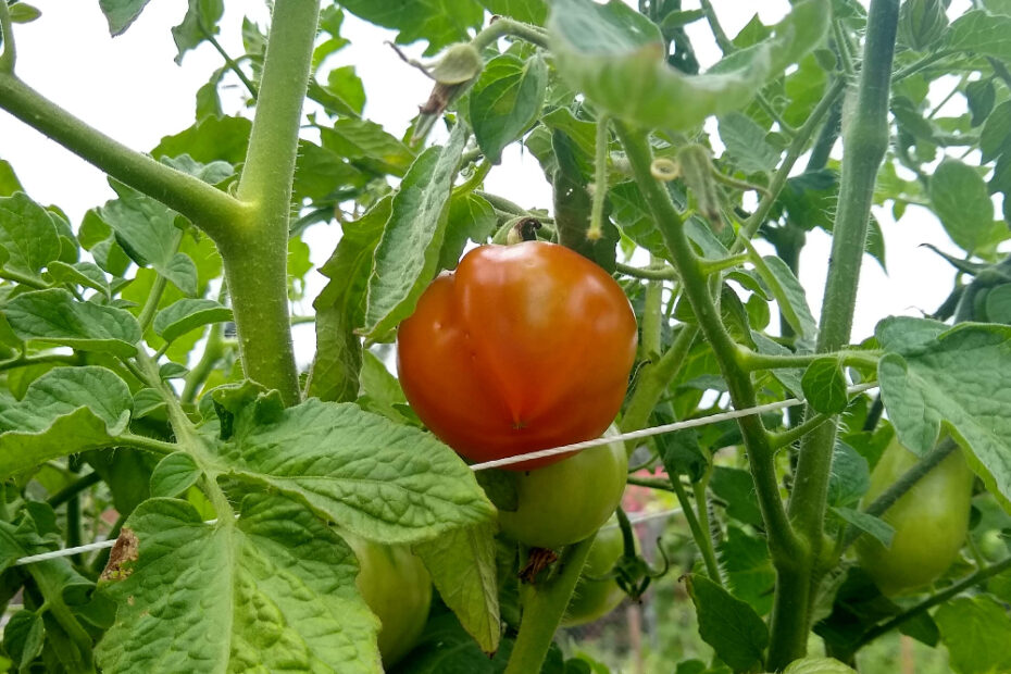 When is the Best Time to Plant Tomatoes in California