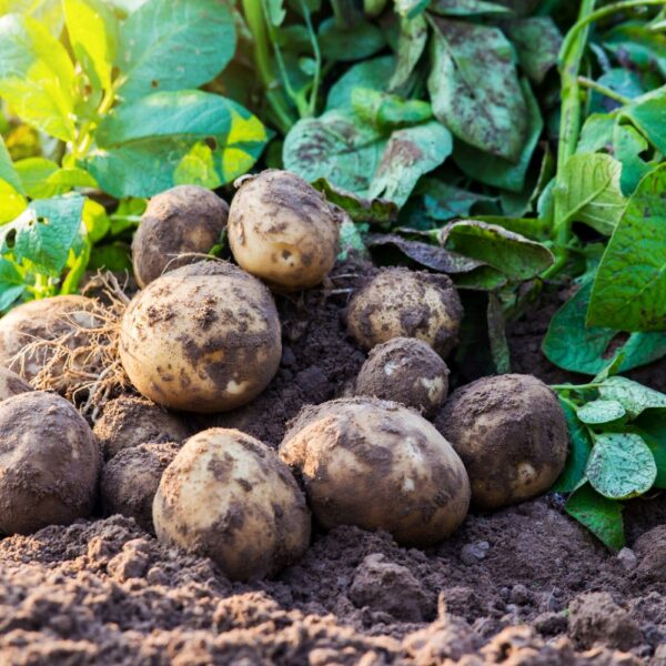 When to Fertilize Potatoes Plants