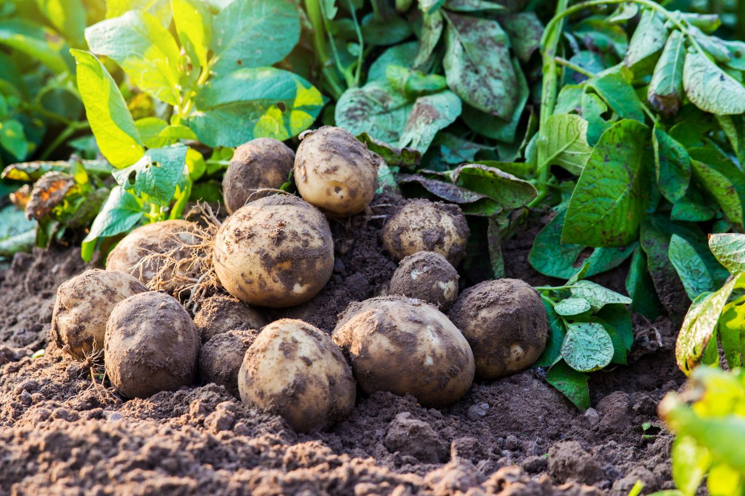 When to Fertilize Potatoes Plants