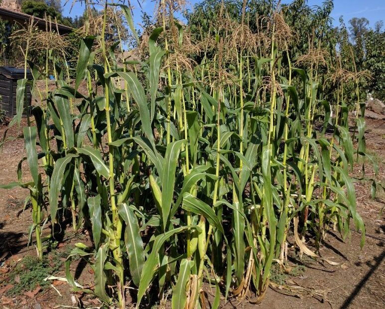 When to Plant Corn in Southern California