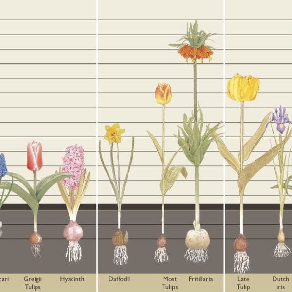 When to Plant Daffodil Bulbs in Oklahoma