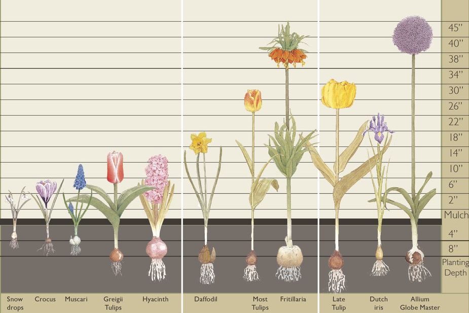 When to Plant Daffodil Bulbs in Oklahoma