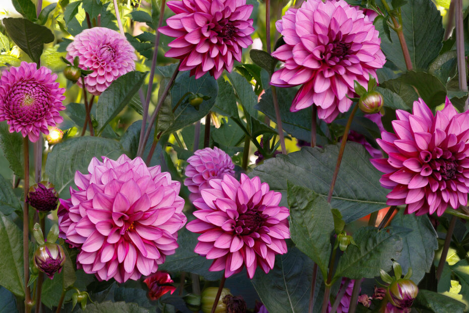 When to Plant Dahlias in Ct