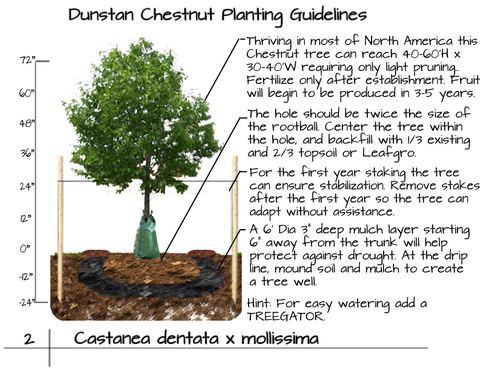 When to Plant Dunstan Chestnut Trees