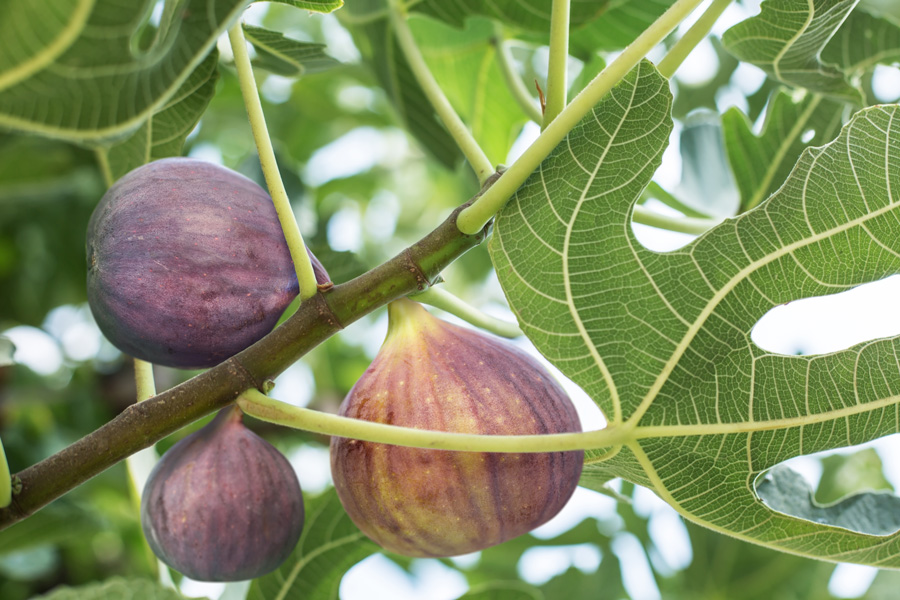 When to Plant Fig Trees in Georgia