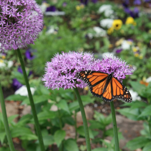 When to Plant Flowers in Wisconsin