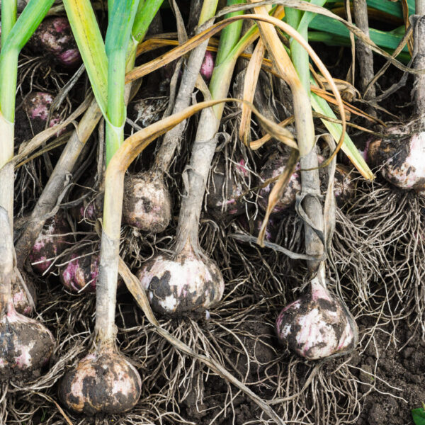 When to Plant Garlic in Mississippi