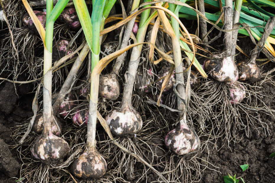 When to Plant Garlic in Mississippi