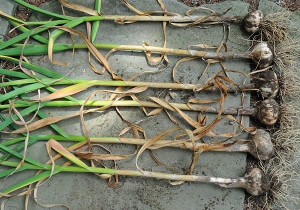When to Plant Garlic Massachusetts