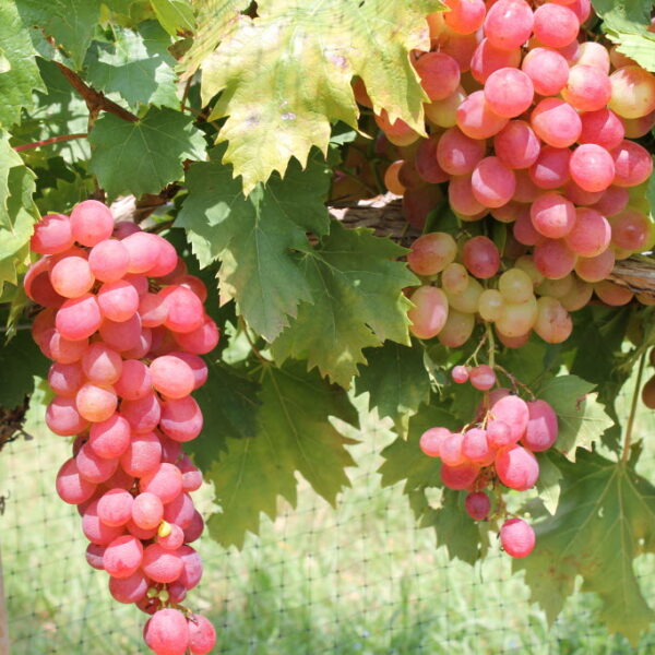 When to Plant Grapes in Texas