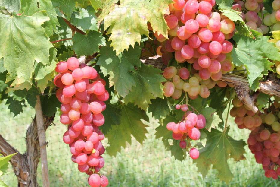 When to Plant Grapes in Texas