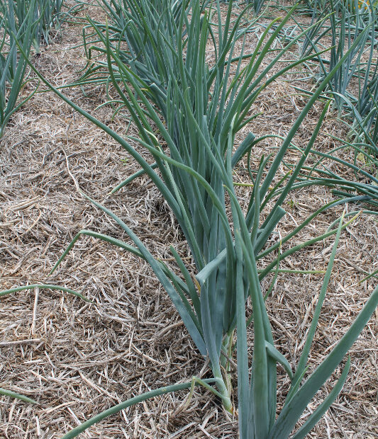 When to Plant Onions in Minnesota