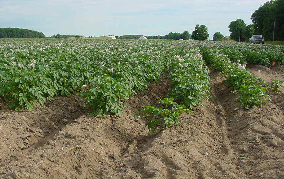 When to Plant Potatoes in Michigan