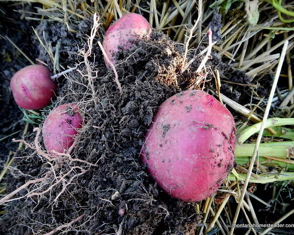 When to Plant Potatoes in Montana