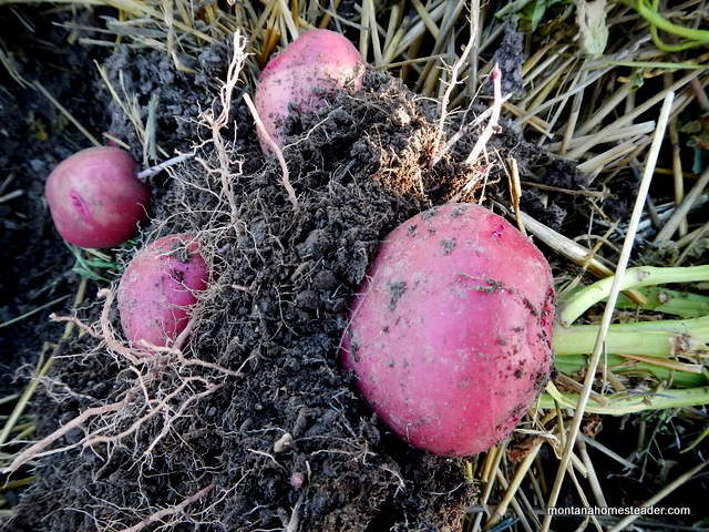 When to Plant Potatoes in Montana