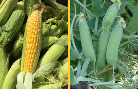 When to Plant Sweet Corn in Minnesota