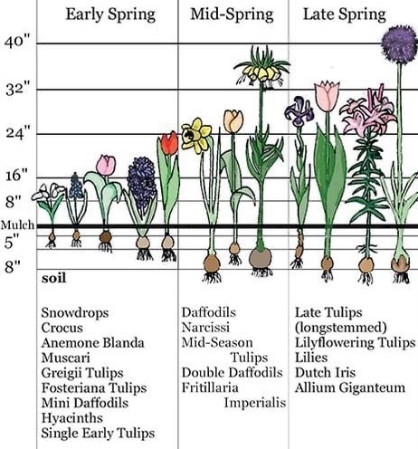 When to Plant Tulip Bulbs in Massachusetts