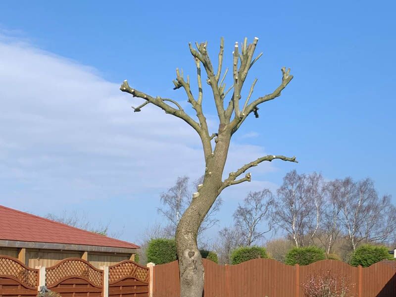 When to Prune Ash Trees