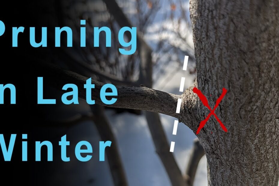 When to Prune Serviceberry