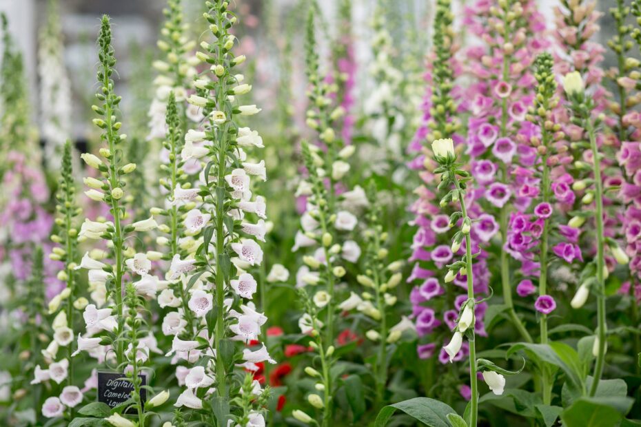 When to Start Foxglove Seeds Indoors