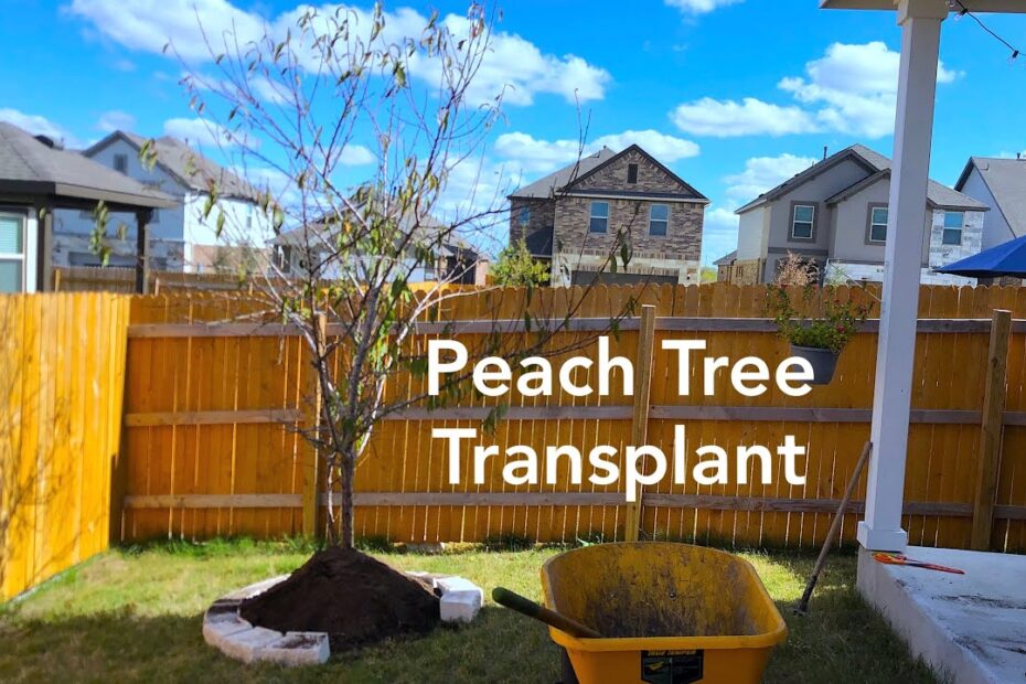 When to Transplant a Peach Tree