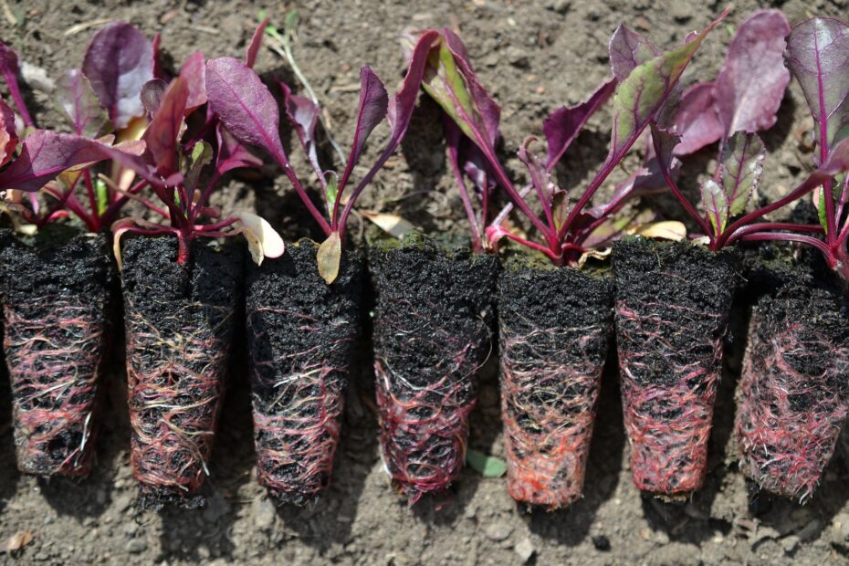 When to Transplant Beets