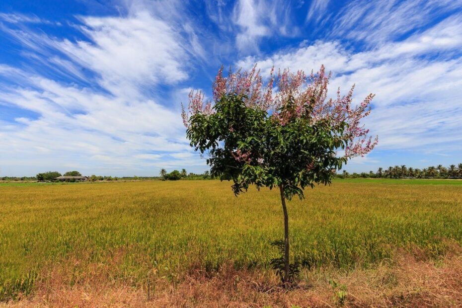 When to Transplant Crepe Myrtle