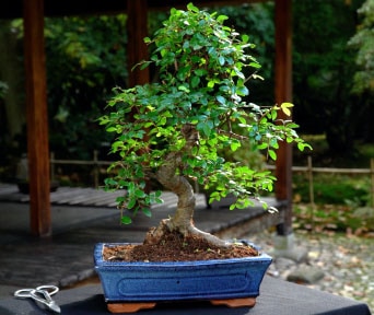 Which Bonsai Tree Do I Have