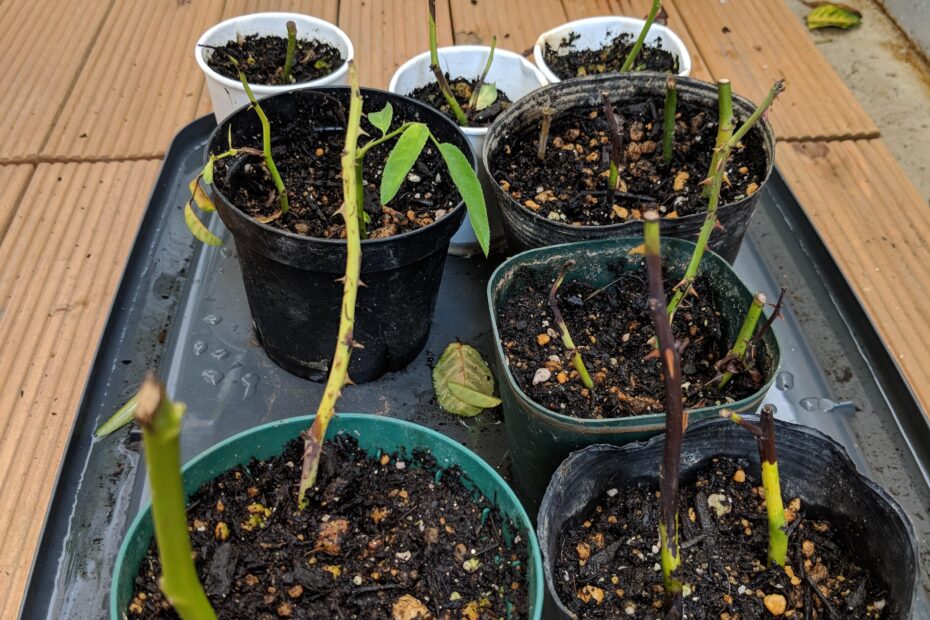 Why Are My Rose Cuttings Dying