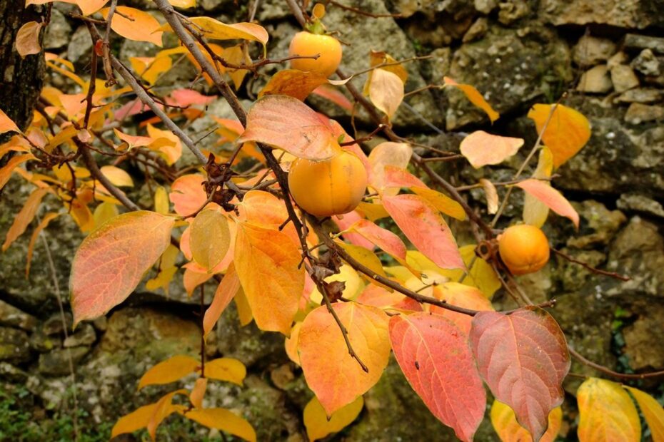 Why Do Persimmons Fall off the Tree