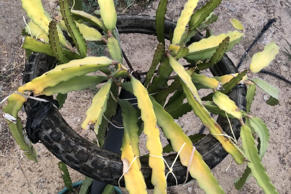 Why Dragon Fruit Plant Turn Yellow