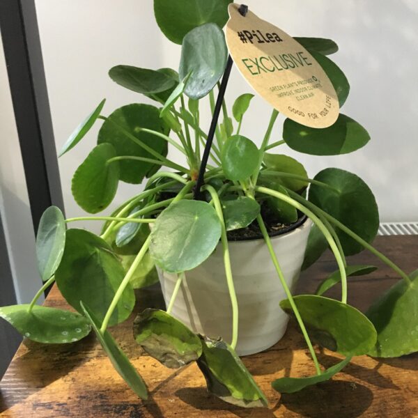 Why is My Chinese Money Plant Drooping