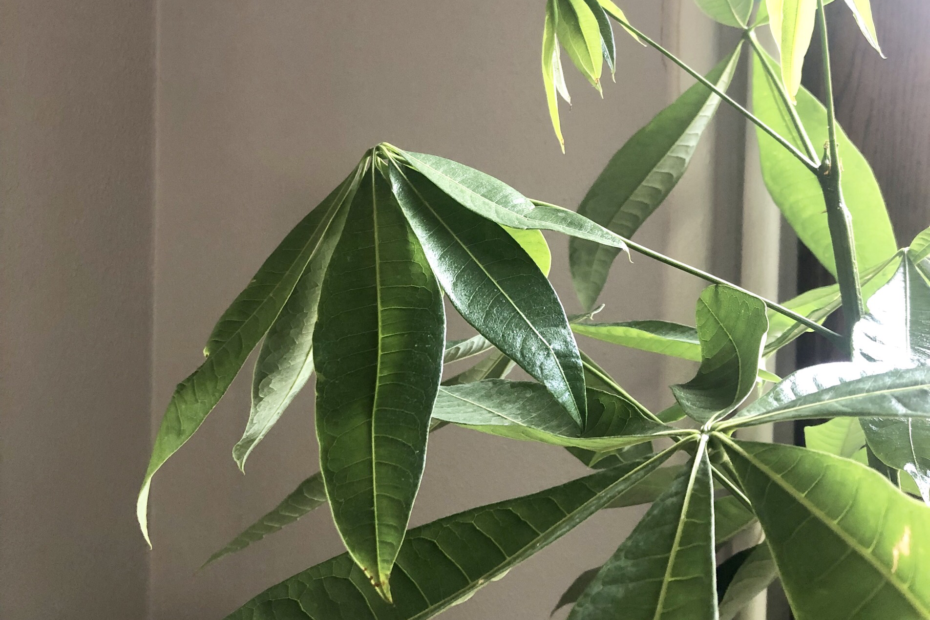 Why is My Money Tree Leaves Drooping