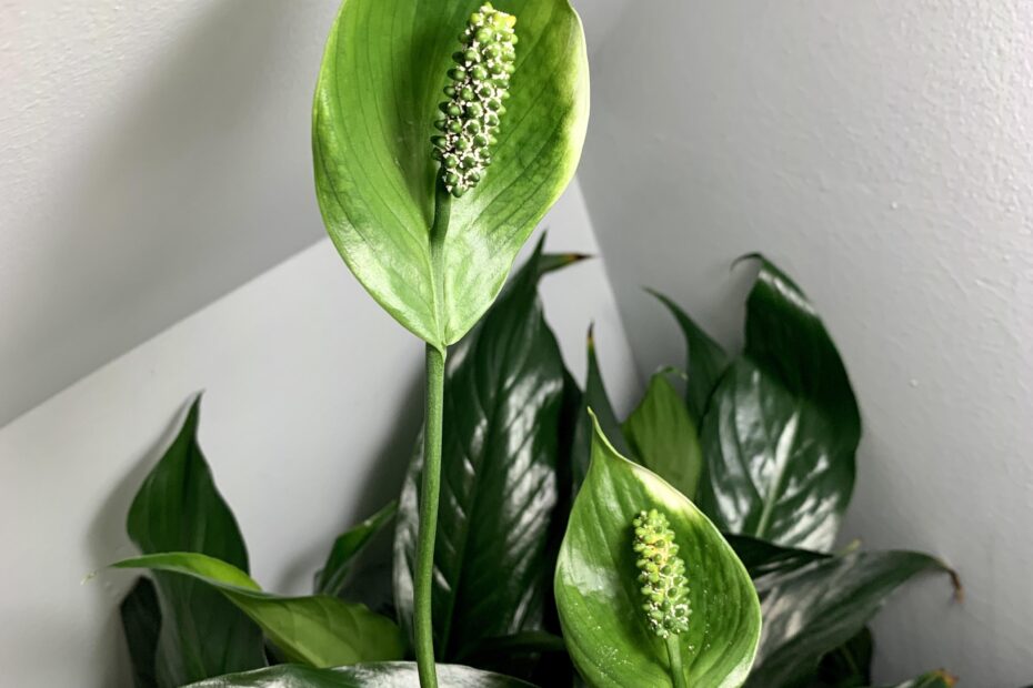 Why is My Peace Lily Flower Turning Green