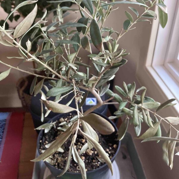 Why is My Potted Olive Tree Losing Its Leaves