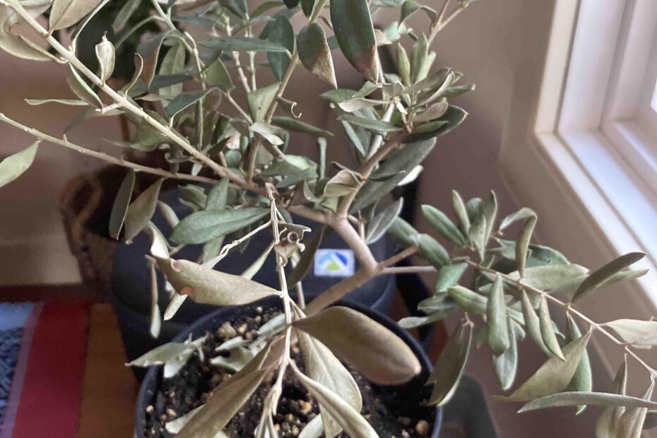 Why is My Potted Olive Tree Losing Its Leaves