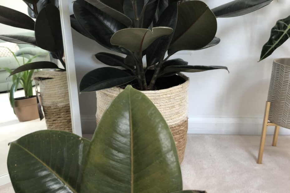 Why is My Rubber Plant Dropping Healthy Leaves