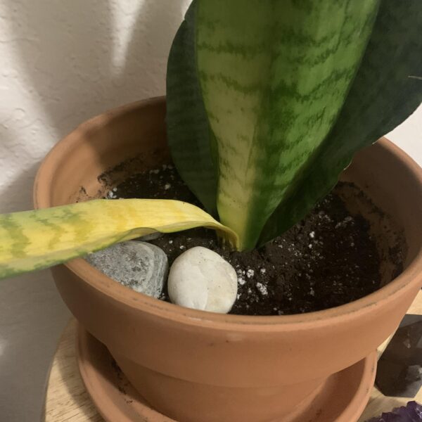 Why is My Snake Plant Turning Light Green