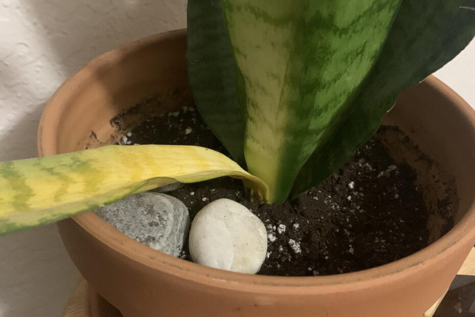 Why is My Snake Plant Turning Light Green