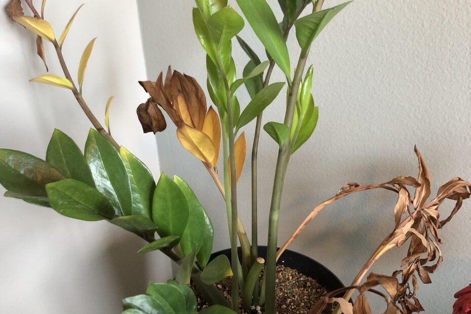 Why is My Zz Plant Turning Brown