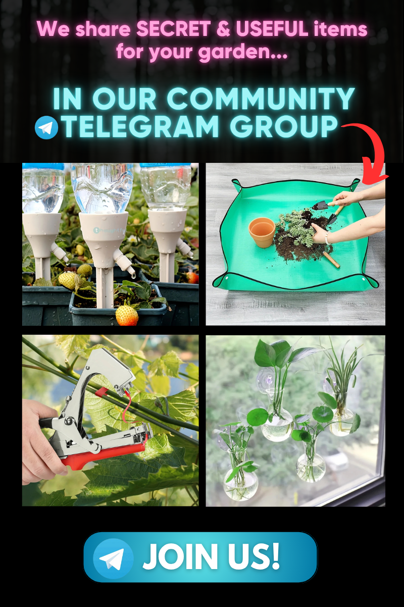 Telegram Community