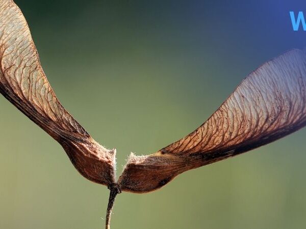 Can Dogs Eat Maple Tree Seeds