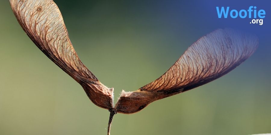 Can Dogs Eat Maple Tree Seeds